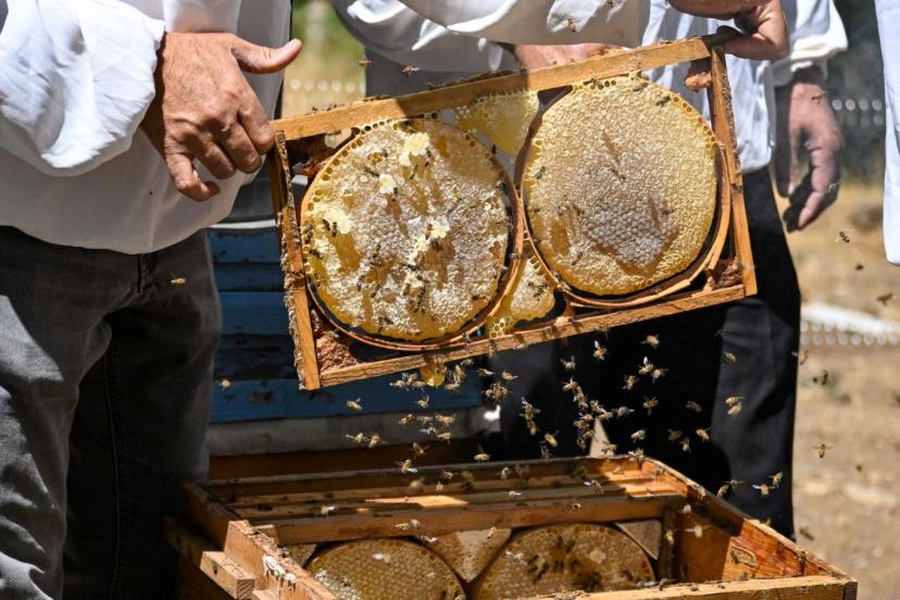 2 bin 700 rakımlı bölgede hasat başladı: Bu yıl yüksek verim bekleniyor