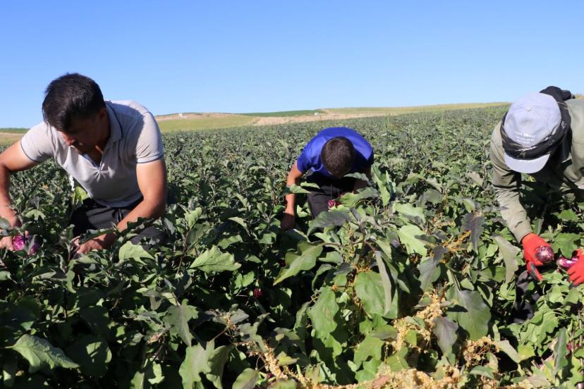 50 farklı çeşitte yapılıyor, hasat başladı: Bölge halkının gelir kaynağı