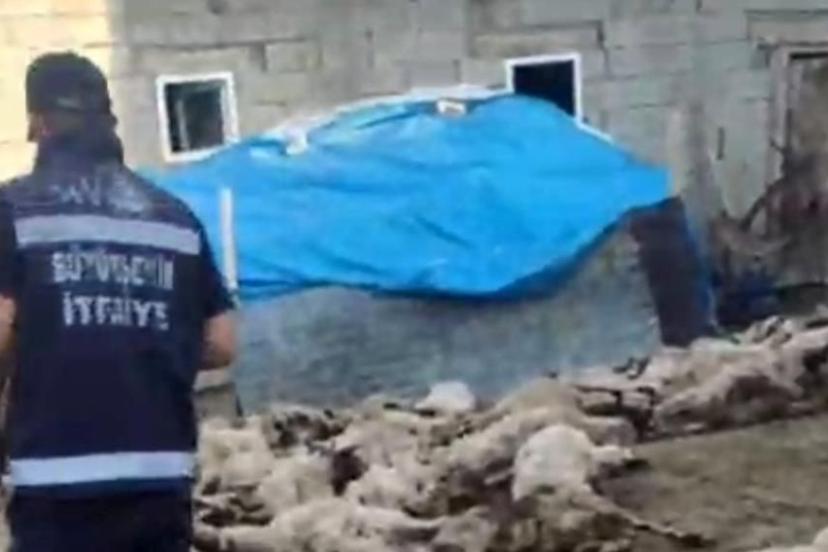 Ahıra giren kurtlar 111 koyunu öldürdü