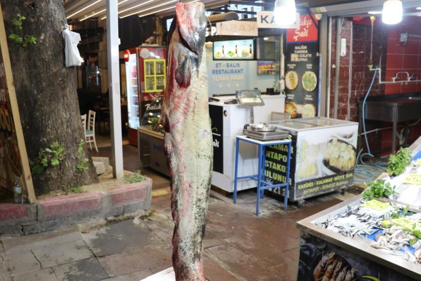 Amasya'da 78 kilogramlık yayın balığı yakalandı