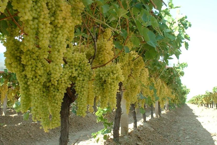 Bağdan dünyaya uzanan üzümün serüveni