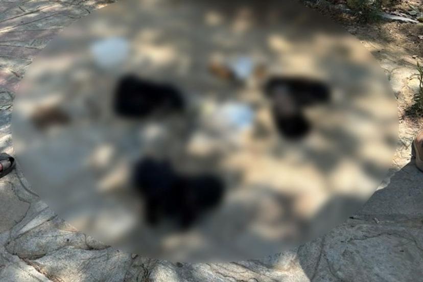 İzmir'de hayvan katliamı: Zehirli etleri çocuklara dağıttırmış