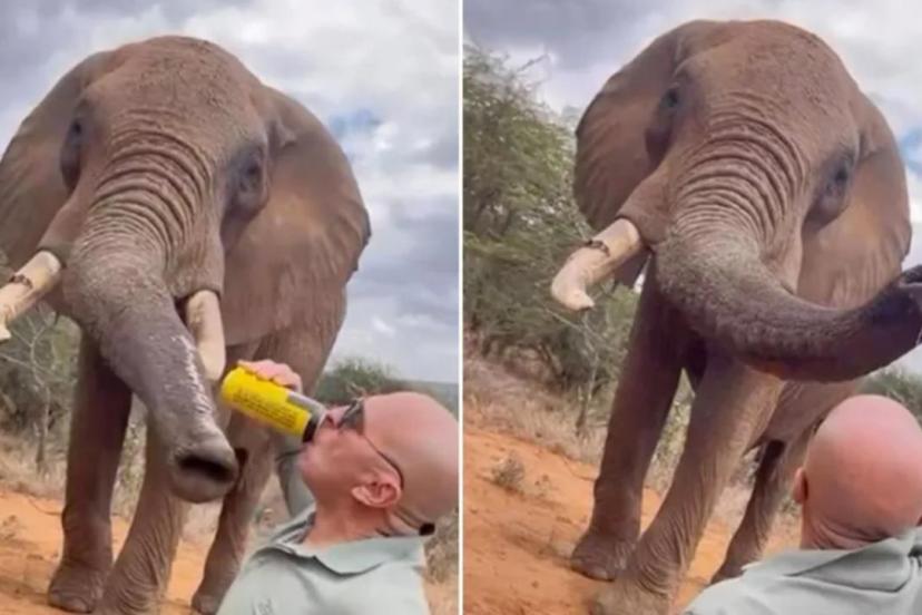 Kenya'da bir turistin filin hortumuna alkol dökmesi öfkeye yol açtı