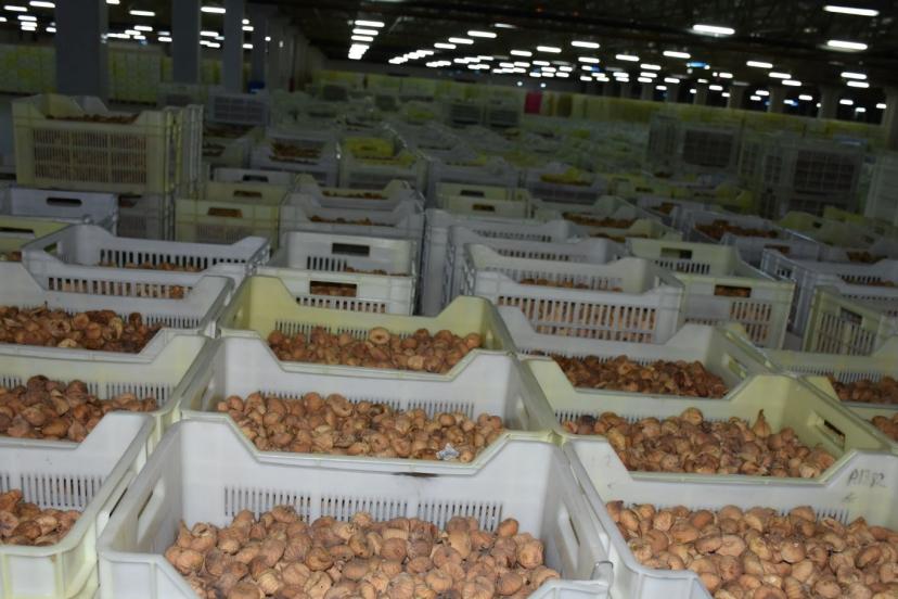 Kuru incir alım fiyatları açıkladı