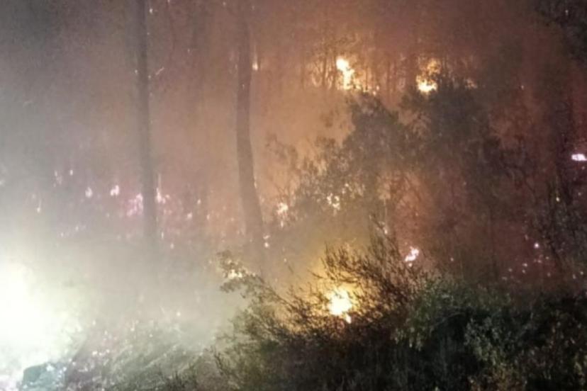 Muğla'da orman yangını