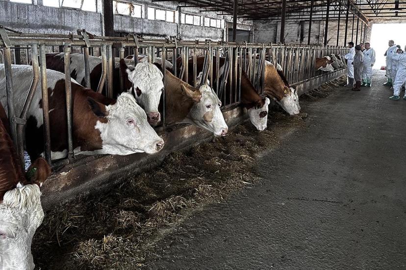 Şap hastalığında yüksek aşılamanın yapıldığı 24 ilde hayvan pazarları tekrar açıldı