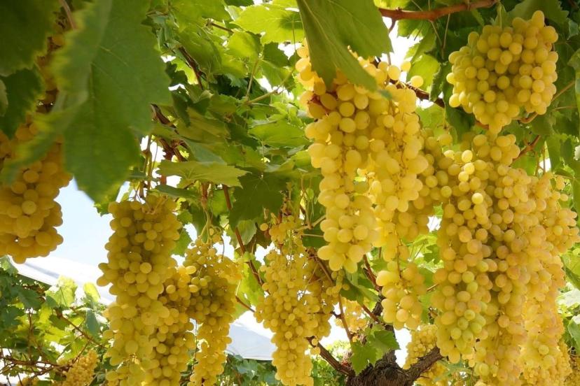 Sarıgöl ovasında tatlı telaş devam ediyor