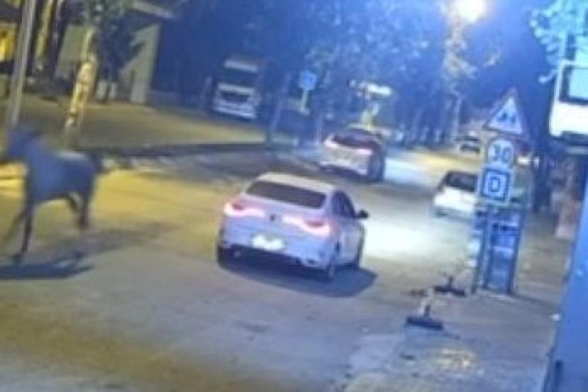 Adana'yı karıştıran at: Caddeyi birbirine kattı