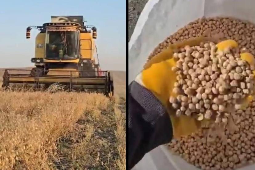 Kars’ta nohut hasadı başladı: Dekar başına 100-150 kilo verim