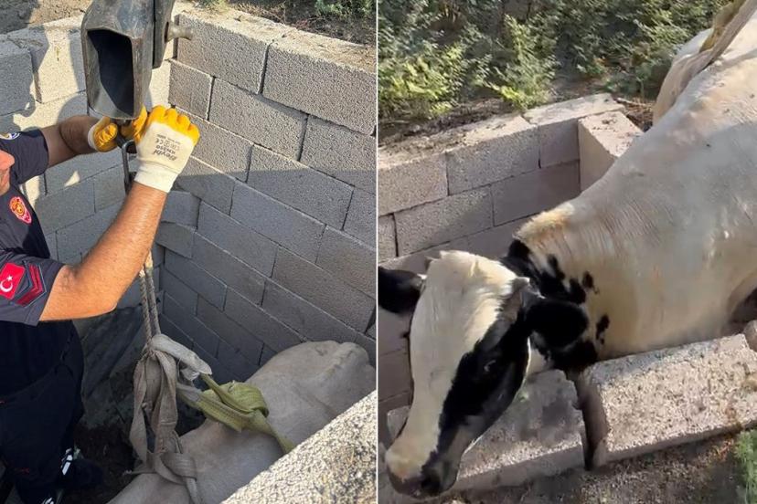 Kuyuya düşen boğa için itfaiye seferber oldu